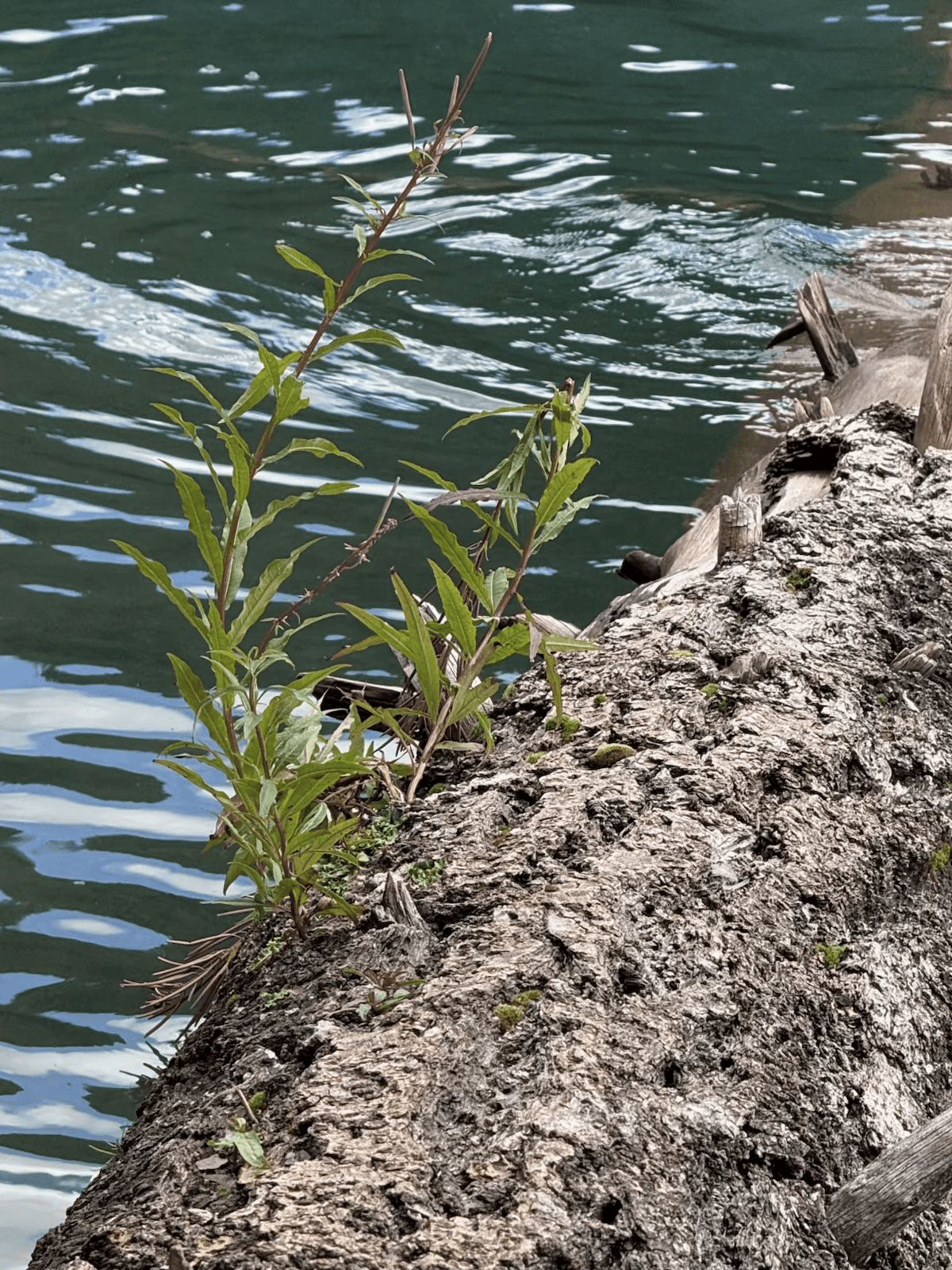 Roots to Ripples 
