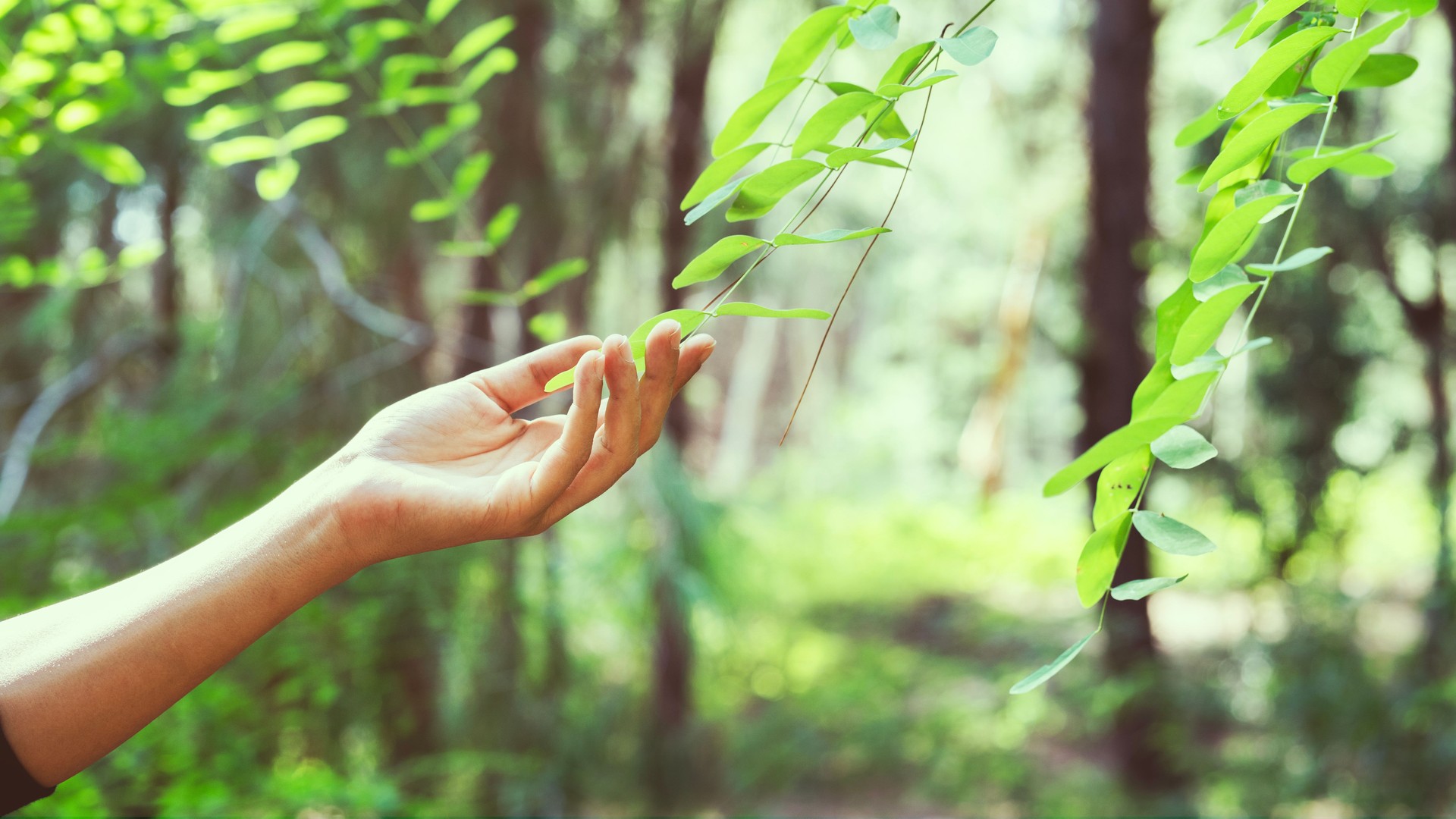 Woman hand touching fresh leaves